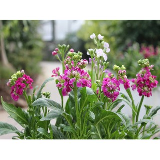 Hạt giống hoa Hoàng anh mix