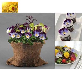 Hạt Giống Hoa Pansy Tím /Hoa Cánh Bướm Tím (50-70 Hạt) - MUA 3 TẶNG 1 CÙNG LOẠI