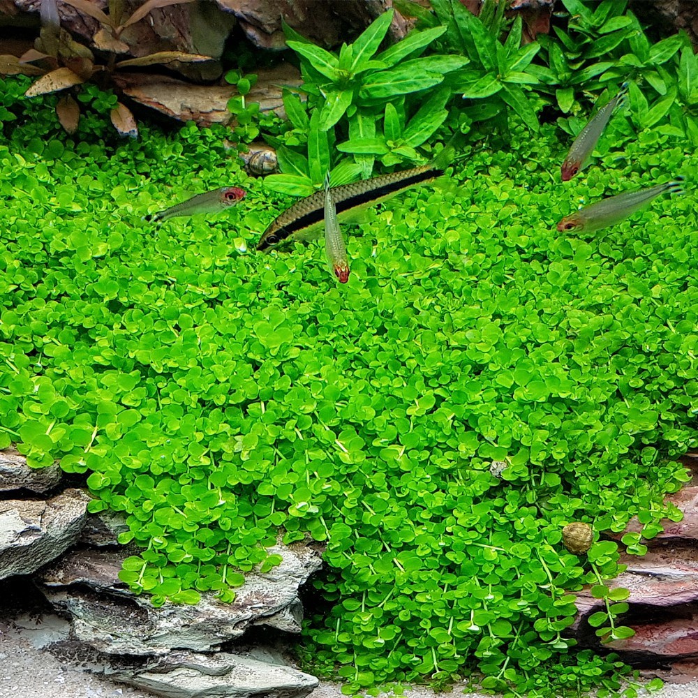 Phân nền Gex xanh thủy sinh bao 2kg- 4kg