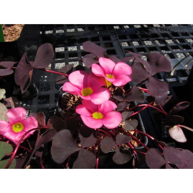 Củ hoa Oxalis  hỗn hợp nhiều màu bảo hành mặt hoa