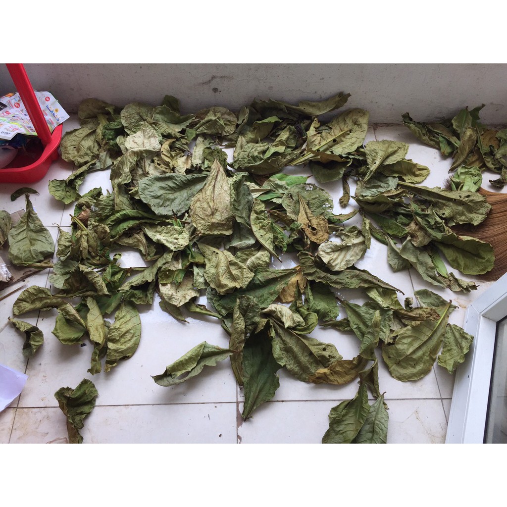 [PHƠI NẮNG TỰ NHIÊN - 100g 50 lá] 100g lá bàng khô giành cho bể cá cảnh: la hán, cá rồng, cá đĩa..