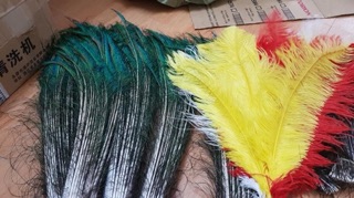 lông rìa công dài đẹp nhất