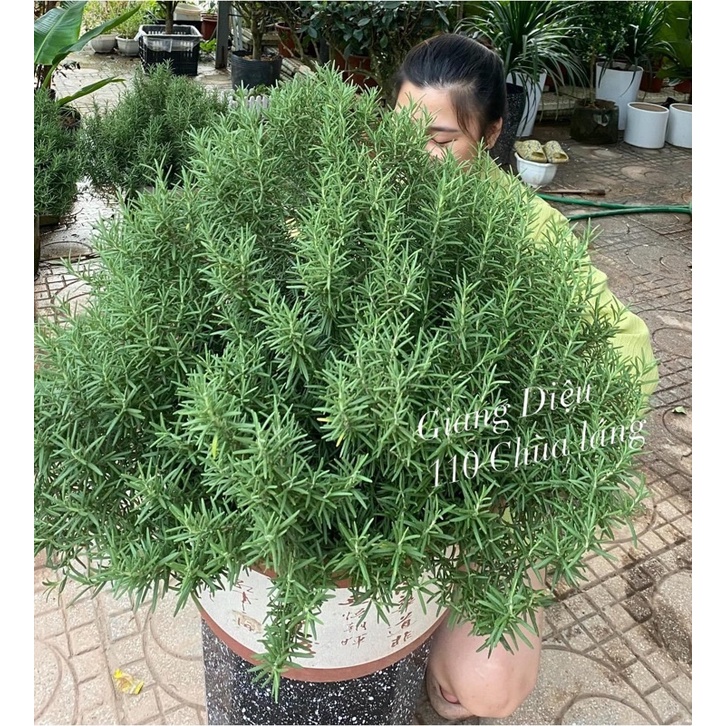 Hương Thảo siêu đại