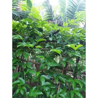 combo 3 Bầu Chanh Dây leo tím (Chuẩn Giống Cây Trồng)