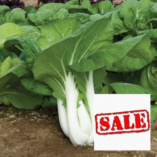 Hạt giống rau cải bẹ trắng khoảng 10 gr SALE