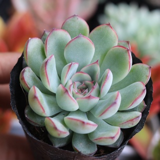 Sen đá viền đỏ 4-5cm