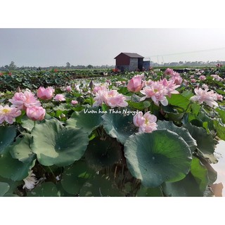 [RẺ VÔ ĐỊCH] Củ sen màu hồng vàng Sunshine C-22