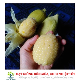 Hạt giống bắp nếp nù 50g (bắp nù sữa, ngô nếp nù, ăn có vị thơm, dẻo đặc trưng)