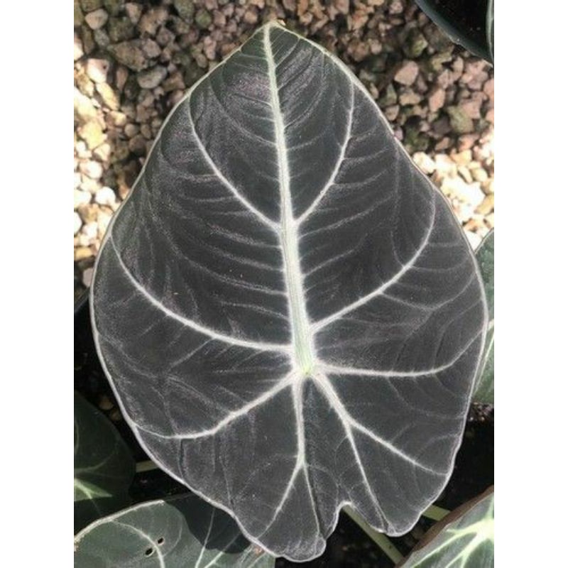 Alocasia Black Velvet-  Rồng đen, cây con khoẻ mạnh