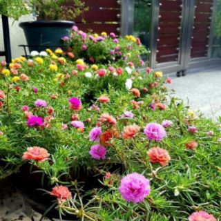 Hoa 10h 10 Màu_ Mười giờ TP.HCM