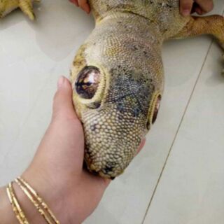 Gối thằn lằn 3D