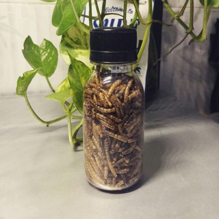 [TKN123] sâu khô vỗ béo hamster