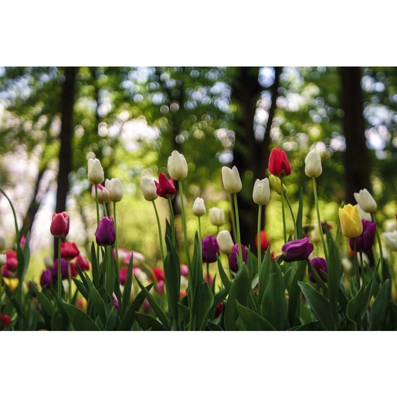 Ống kính MF fujinon 55/2.2 ngàm M42