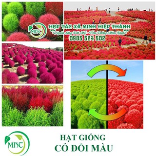 Sale off Hạt giống cỏ đổi màu cực đẹp.