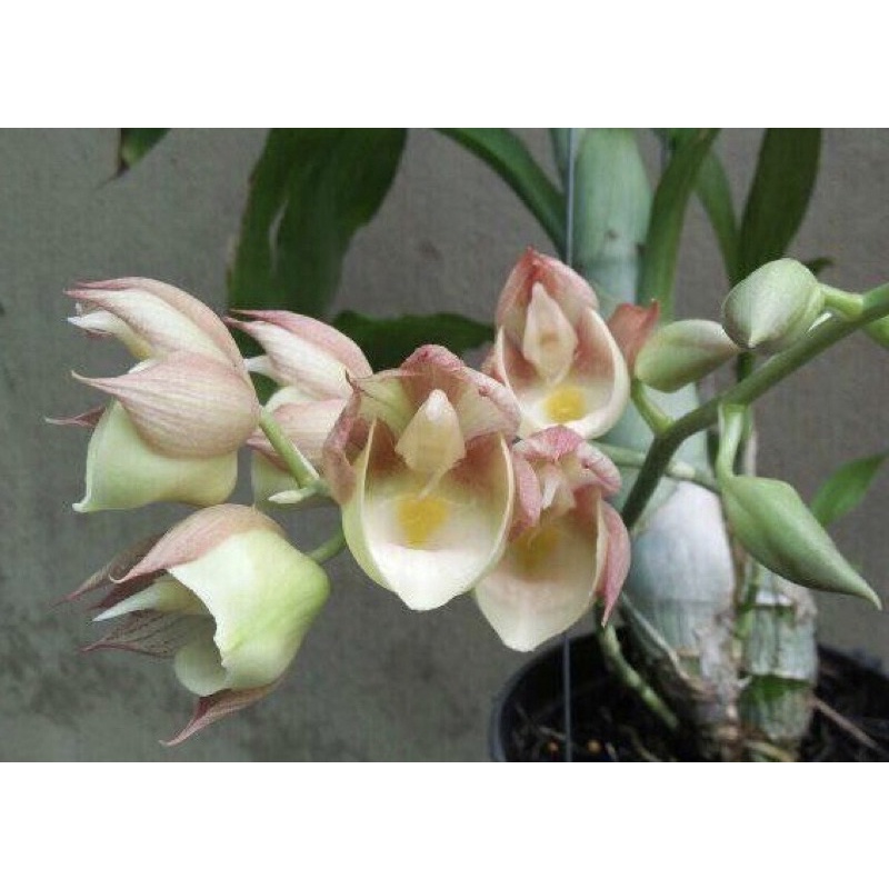 giò hoa lan catasetum