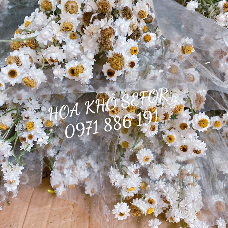 Cúc Ammobium decor không gian nhà cửa ❤️FREESHIP❤️ Hoa khô Cúc Ammobium trang trí phòng ngủ, đám cưới retro vintage