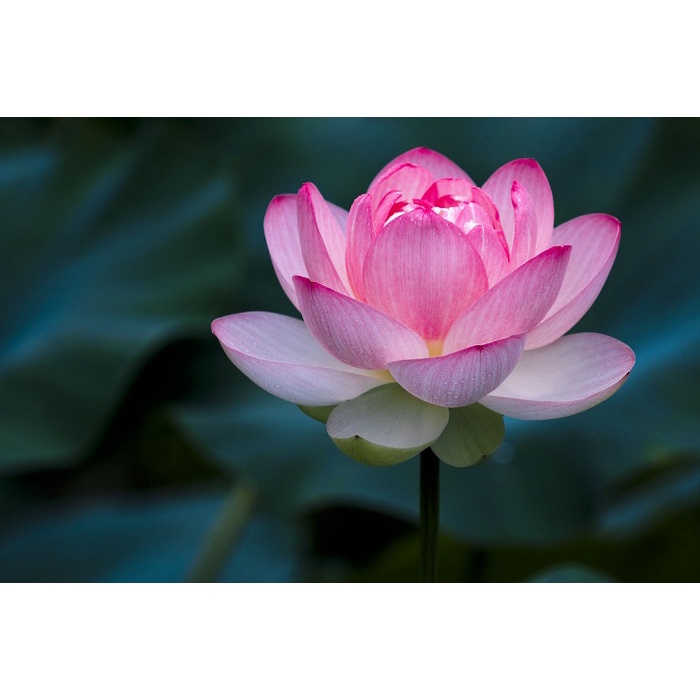 Combo sản phẩm khách chọn 570