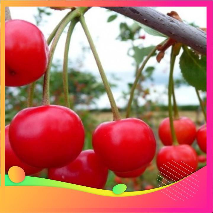 [TOP] Hạt Giống Quả Cherry - 10 Hạt [ Tặng Kèm 1 Viên Nén Xơ Dừa ] VIETGAR