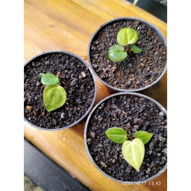 Anthurium dorayaki x quên
