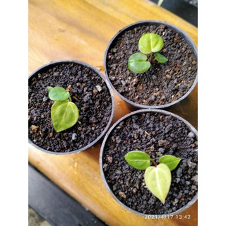 Anthurium dorayaki x quên
