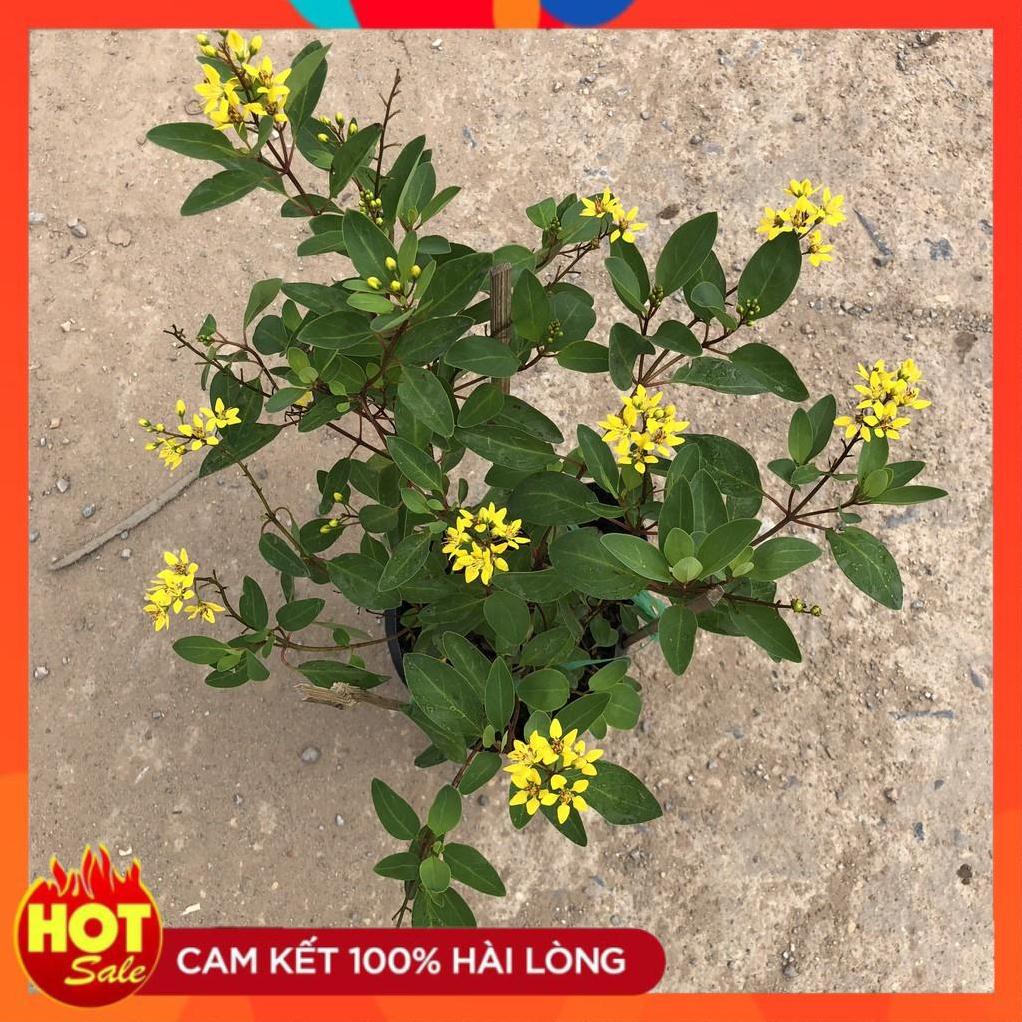 Cây hoa kim đồng vàng, Cao 25cm sẵn hoa nở rộ mang sắc vàng rực rỡ, cây dễ chăm@