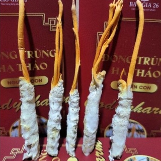 [Combo 05 con Đông trùng hạ thảo] Nuôi cấy tự nhiên trên ký chủ nhộng tằm (Theo đề tài cấp Nhà nước)