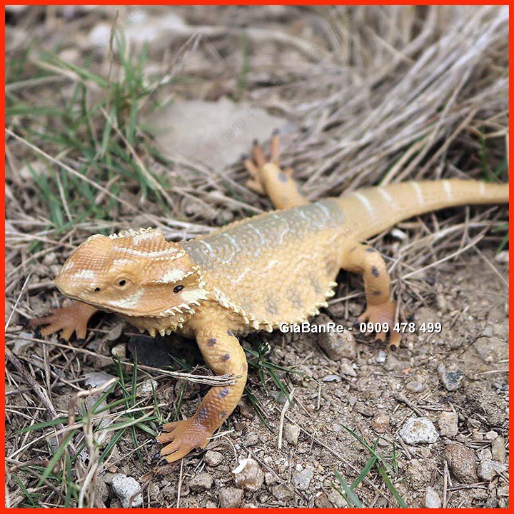 Mô Hình Bò Sát Thằn Lằn Chameleon - Lizzard - Động Vật Size Nhỏ - 7666.6