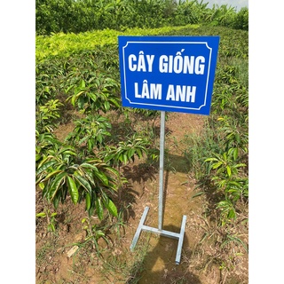 Cây giống vú sữa các loại