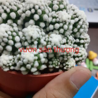 [Hót 2020] xương rồng đám mây 1 chậu