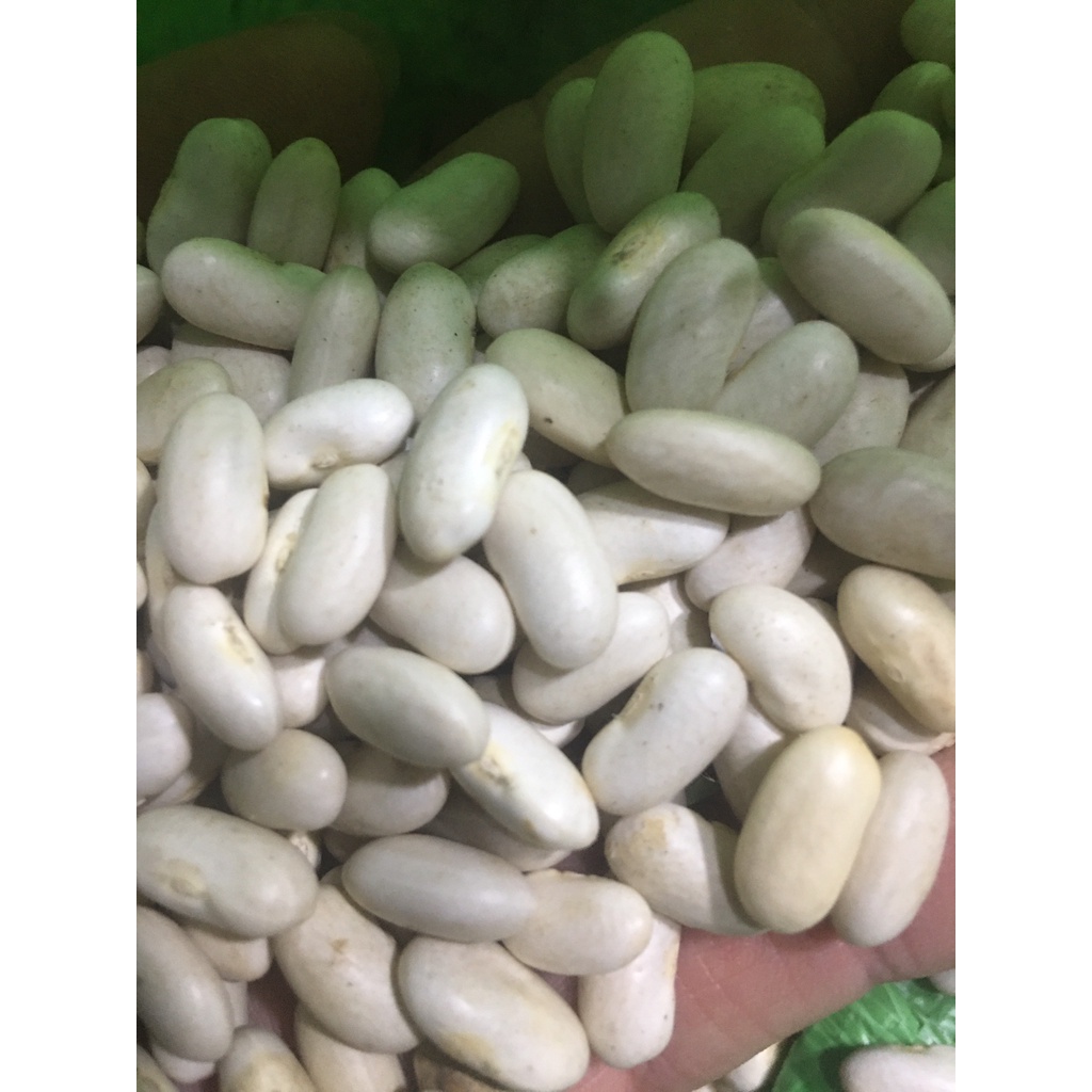 1KG ĐẬU TRẮNG ( đậu trắng Đà Lạt, đậu trắng tây) hàng loại 1 - Nhà máy sản xuất và đóng gói hàng nông sản xuất