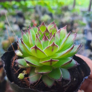 Combo 10 cây sen đá ( ngẩu nhiên )