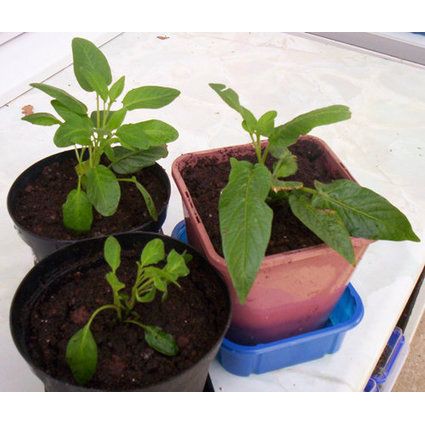 Hạt Giống Dưa Pepino  - Giàu Dinh Dưỡng, Năng Suất Cao - MUA 3 TẶNG 1 CÙNG LOẠI