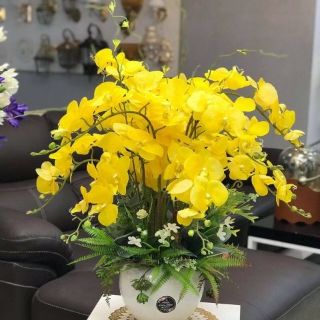 Hoa lan hồ điệp cao su
