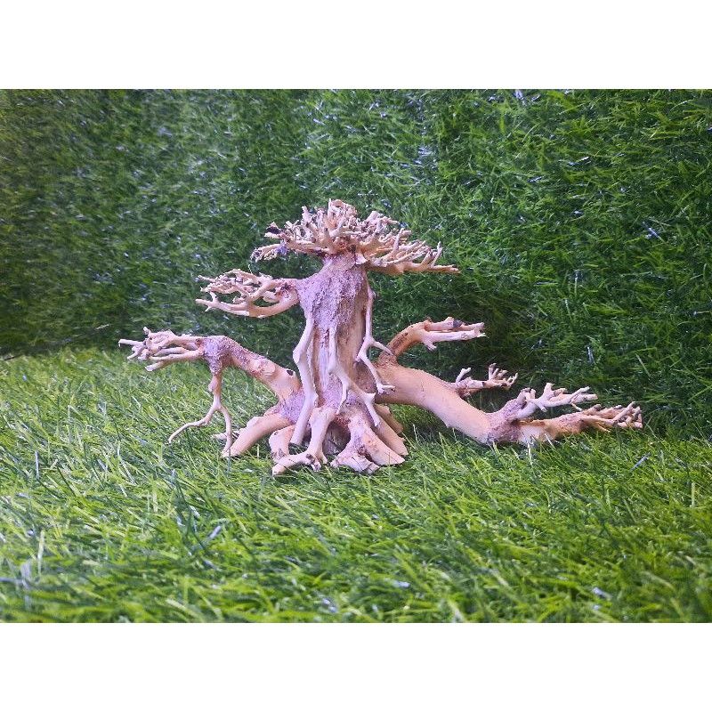 Lũa bonsai cấy rêu 2 thân