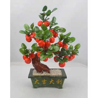 CÂY CAM ĐÁ PHONG THỦY