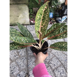 cay cung điện vàng + Tặng Phân Bón cho cây mau lớn
