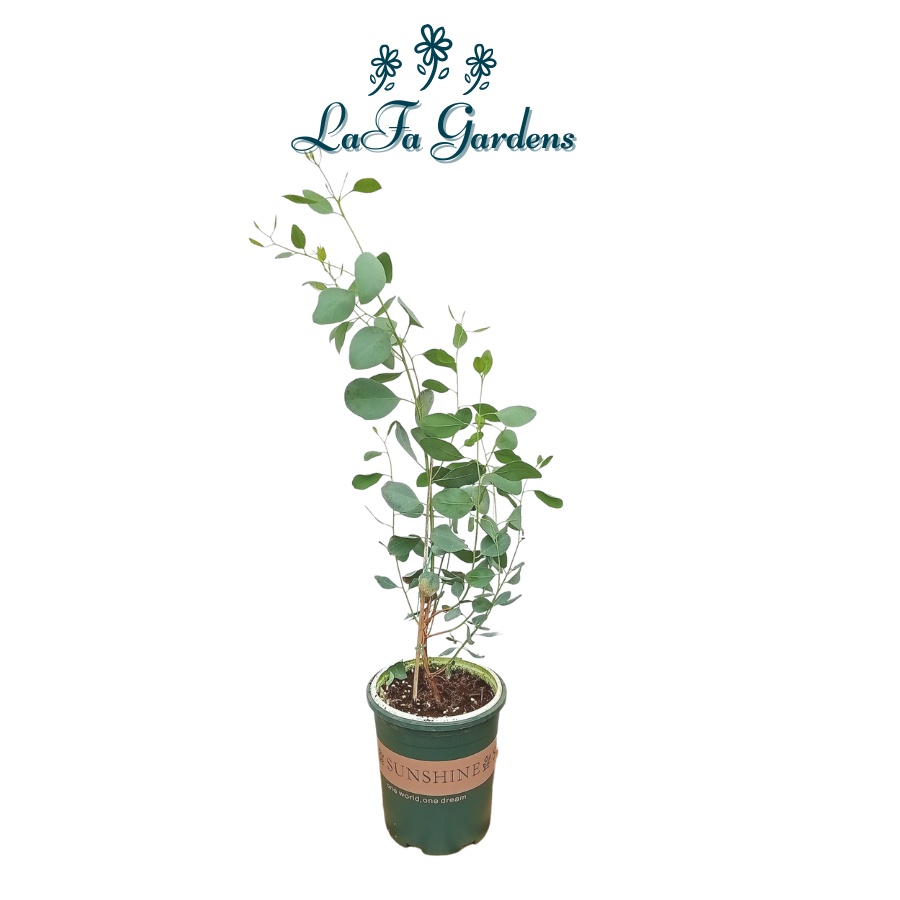 Chậu cây lá bạc silver dollar, Cây khuynh diệp LAFA GARDEN