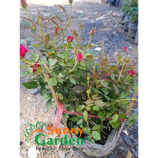 Cây Hồng Tỉ Muội, Cao 20-30cm - Tên khoa học là chinensis Jacq.Var.minima Redh.