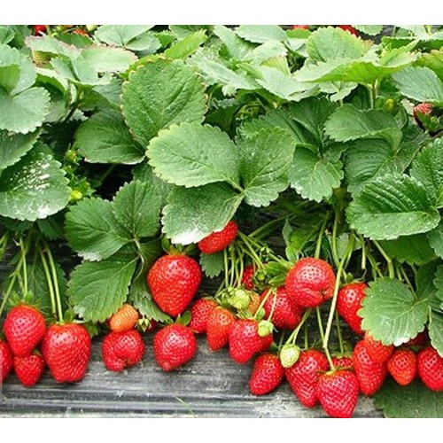 [Rẻ Vô Địch] hạt giống Dâu tây đỏ F1