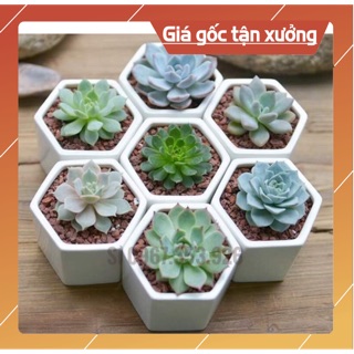10 Chậu Lục Giác Mini Trồng Sen Đá