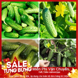 Hạt Giống Dưa Chuột Bao Tử - 10 Hạt