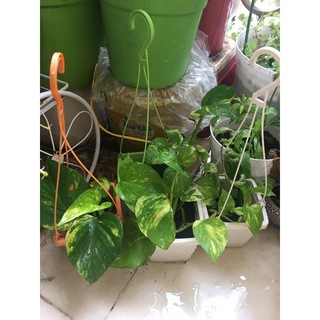 Chậu treo mini Trầu Bà Thái