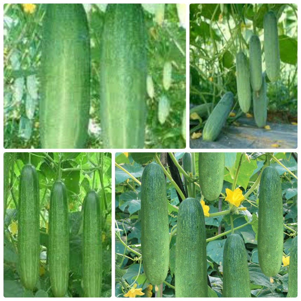 Hạt giống dưa chuột thái F1 quả lớn giòn ngọt dễ trồng kháng sâu bệnh (gói 200gram, 500gram,1kg)