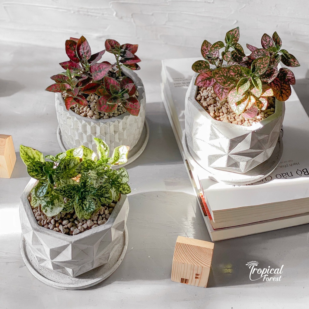 Cây cẩm nhung lá màu TROPICAL FOREST