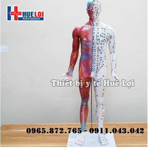 Mô hình huyệt vị và giải phẫu 85cm