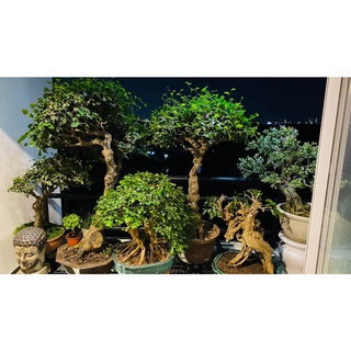 Đất Nhật Akadama, đất trồng bonsai, cây kiểng, sen đá