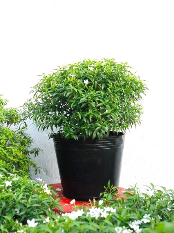 CHẬU CÂY MAI VẠN PHÚC - CÂY LỚN, GỬI ĐI NGUYÊN CHẬU + Tặng 02 cây nhót ngọt
