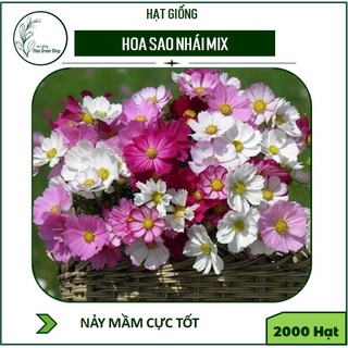 2000 Hạt Giống Hoa Sao Nhái Mix