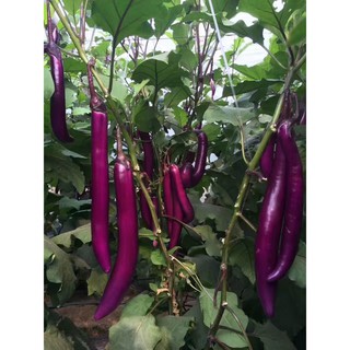 Hạt giống cà tím siêu dài Đài Loan ( Gói 0.3gram ) - Knseeds4