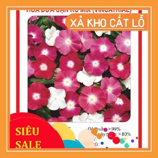 Sale Hạt giống Hoa Dừa Cạn 100 Hạt chất lượng cao